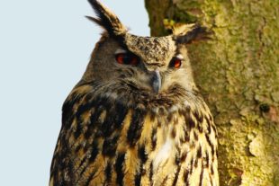 2019-2-15-BI-Helmut Krannich-Vogelbilder Krannich-Uhu-Bild (6)