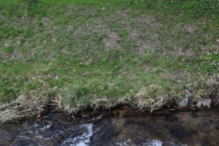 Vorzeigeprojekt in Nordrach: Rein biologische Bekämpfung der Neophyten