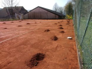 Maulwurf-Invasion auf dem Tennisplatz Spielbetrieb kommt vorerst zum Erliegen – Tennisspieler treffen sich zur Sondersitzung