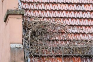 Wind fegt Nest vom Dach