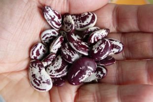 2019-4-29-ZE-UE-bia-Pflanzentauschtag-SP Mondbohnen