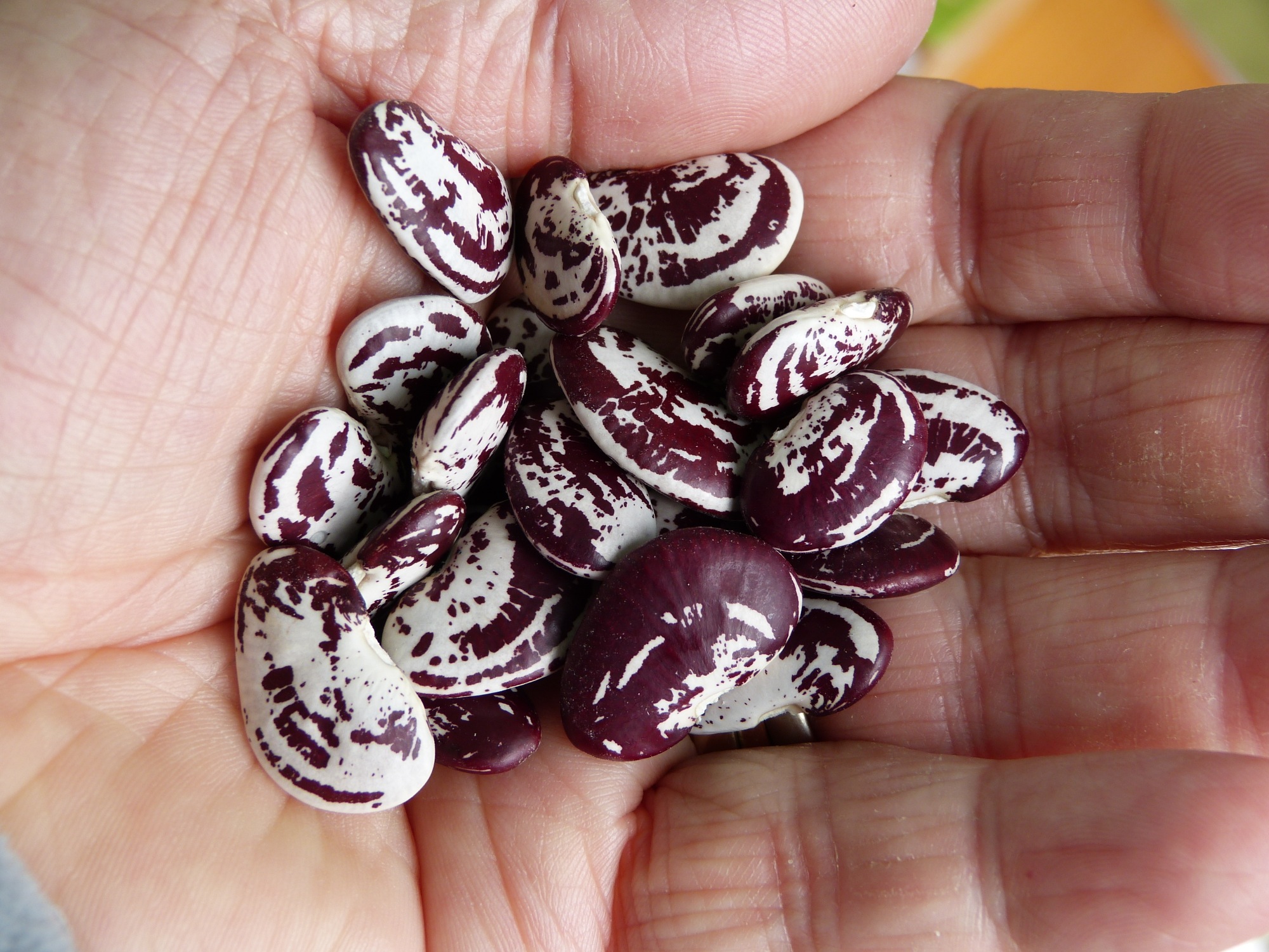 2019-4-29-ZE-UE-bia-Pflanzentauschtag-SP Mondbohnen