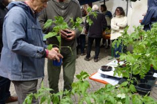2019-4-29-ZE-UE-bia-Pflanzentauschtag-SP Tomaten Hartmann