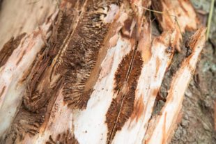 2019-5-22-OH-kal-FBG-zvkMG8A0303