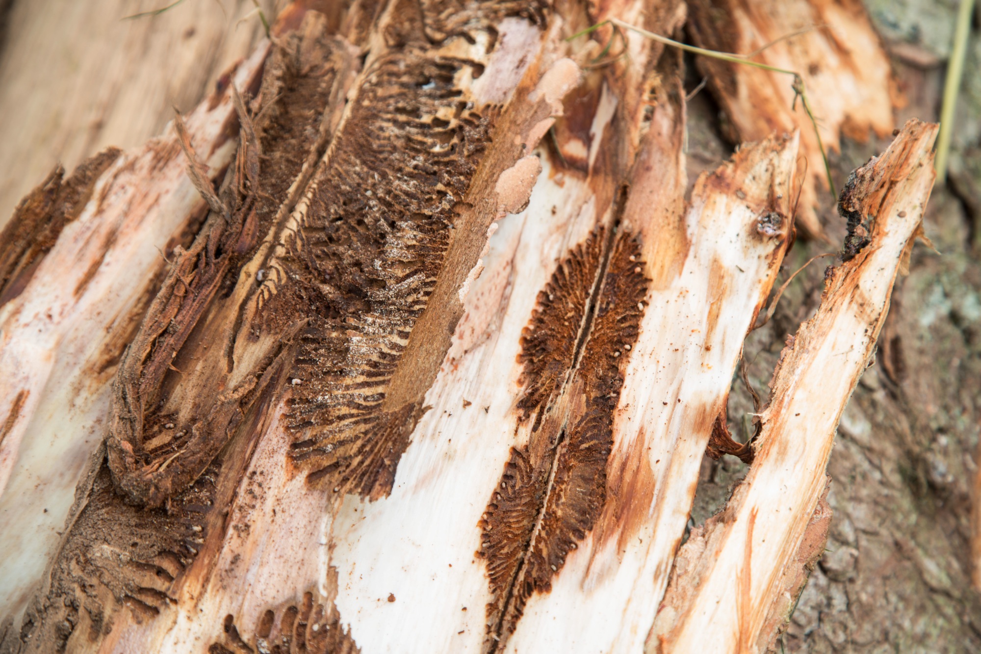 2019-5-22-OH-kal-FBG-zvkMG8A0303