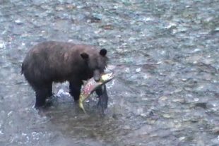 2019-5-24-NO-privat-Dieter Junker-Bär1 - Kopie
