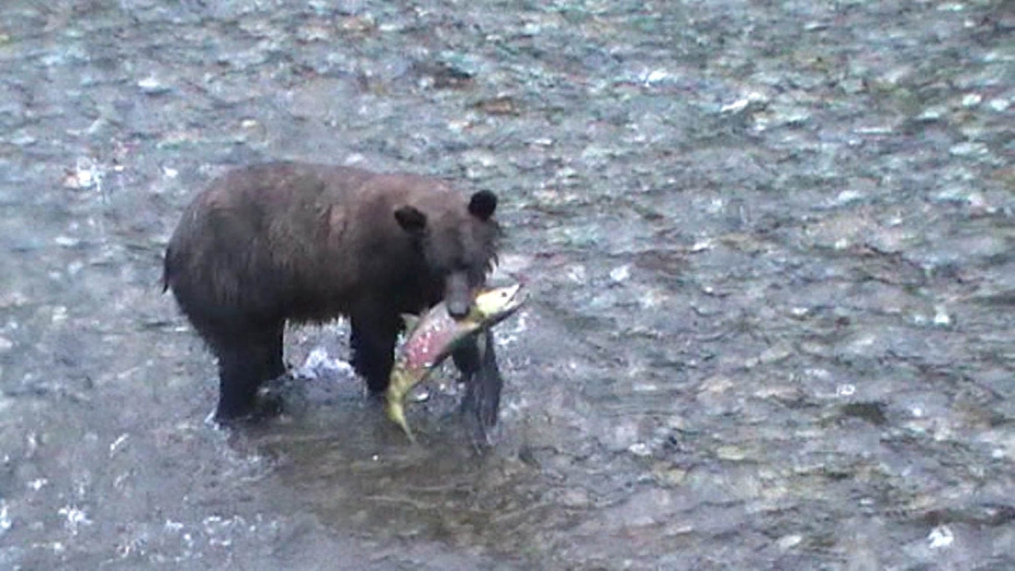 2019-5-24-NO-privat-Dieter Junker-Bär1 - Kopie