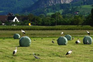 Stelldichein von Storch, Graureiher und Krähe