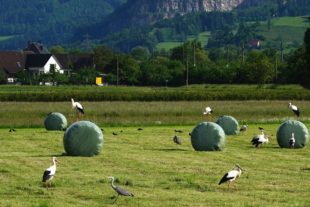 2019-5-28-ZE-Helmut Krannich-DSC00702