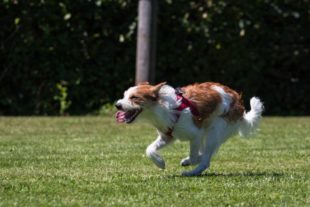 HSV Biberach/Zell: Wer wird in diesem Jahr wohl der »schnellste Hund im Kinzigtal«?