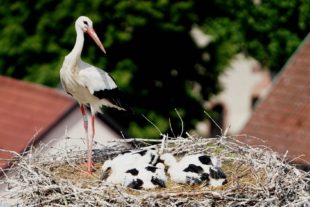 2019-6-11-BI-Helmut Krannich- Störche Rietschekamin Bild (4)