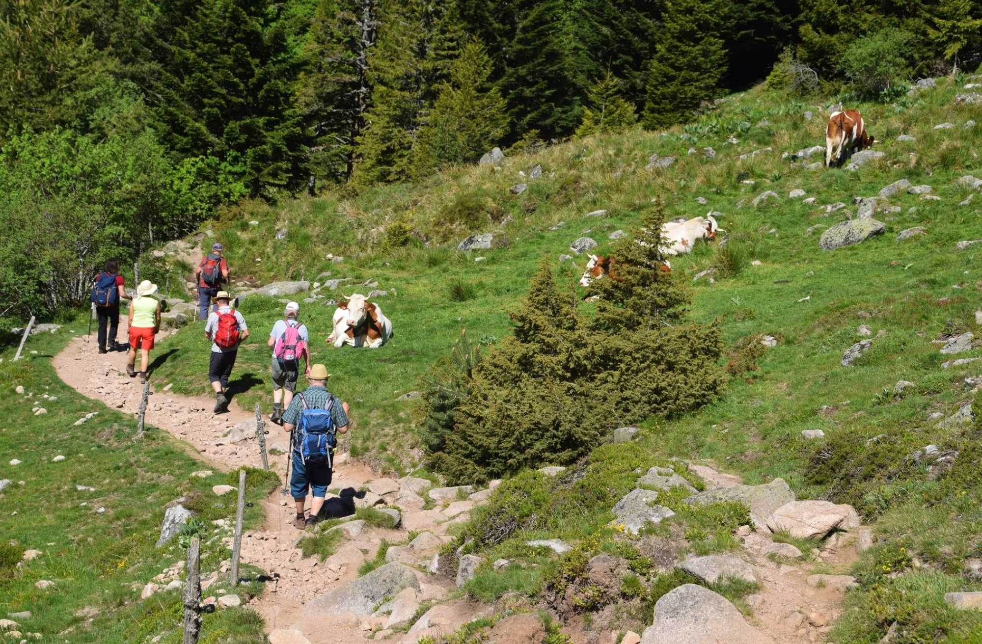 2019-6-21-NO-mh-Alpenverein Vogesentour-2019 Vogesen Lac Vert 03