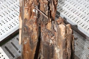 2019-6-21-OH-kal-Zuwälder Kirchturm-zzvk102 IMG_8291