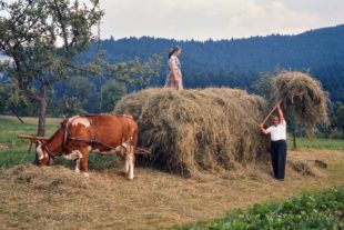 2019-6-3-ZE-Franz Huber-Bauern-Hochbetrieb Heuernte-1961-Bild0044
