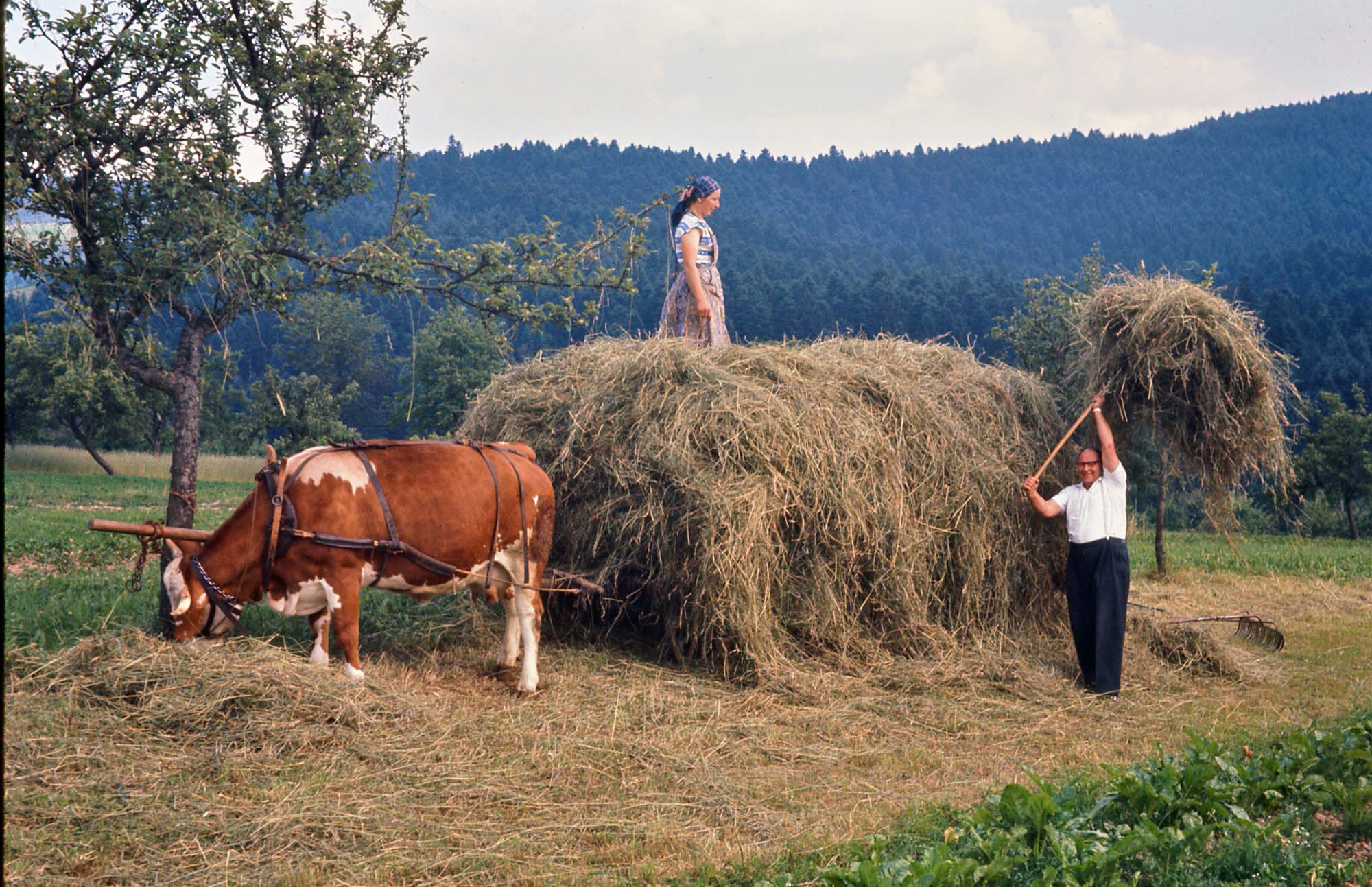 2019-6-3-ZE-Franz Huber-Bauern-Hochbetrieb Heuernte-1961-Bild0044