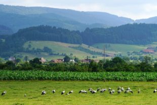 2019-7-12-ZE-UE-hk-Störche sammeln sich-DSC00968