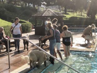 Nordracher Schwimmbad wurde zum fröhlichen Hundespielplatz