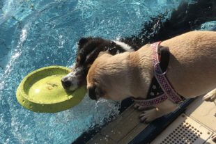 2019-9-18-NO-bke-Hundebadetag IMG_5963