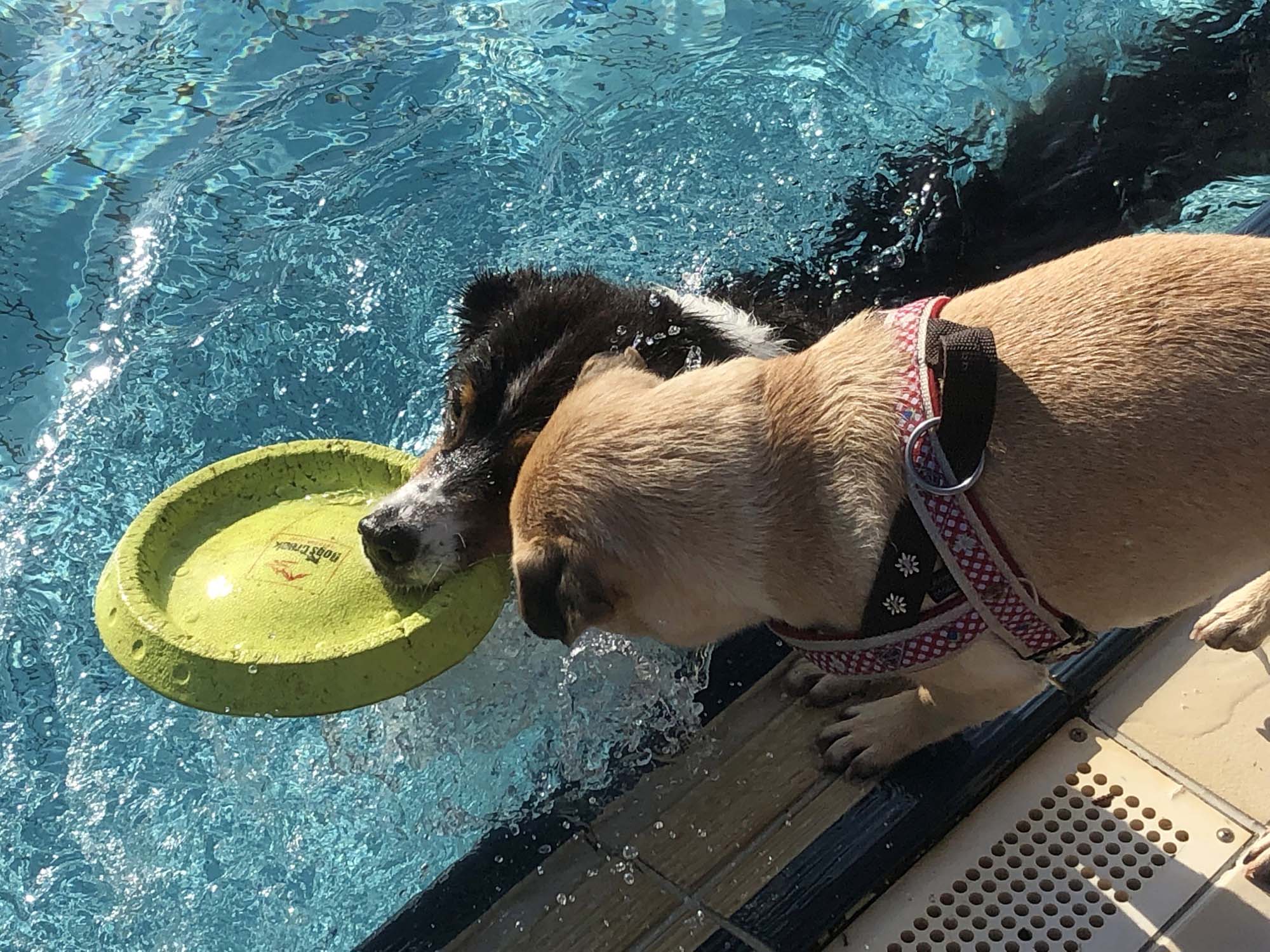 2019-9-18-NO-bke-Hundebadetag IMG_5963