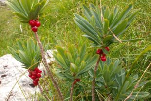 2019-9-2-NO-DAV-Ammergauer Alpen Seidelbast