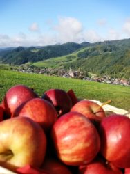Oberharmersbach steht im Zeichen des Apfels