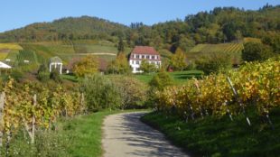 Schwarzwaldverein Zell a. H.: Weinwanderung durch Ortenauer Reben