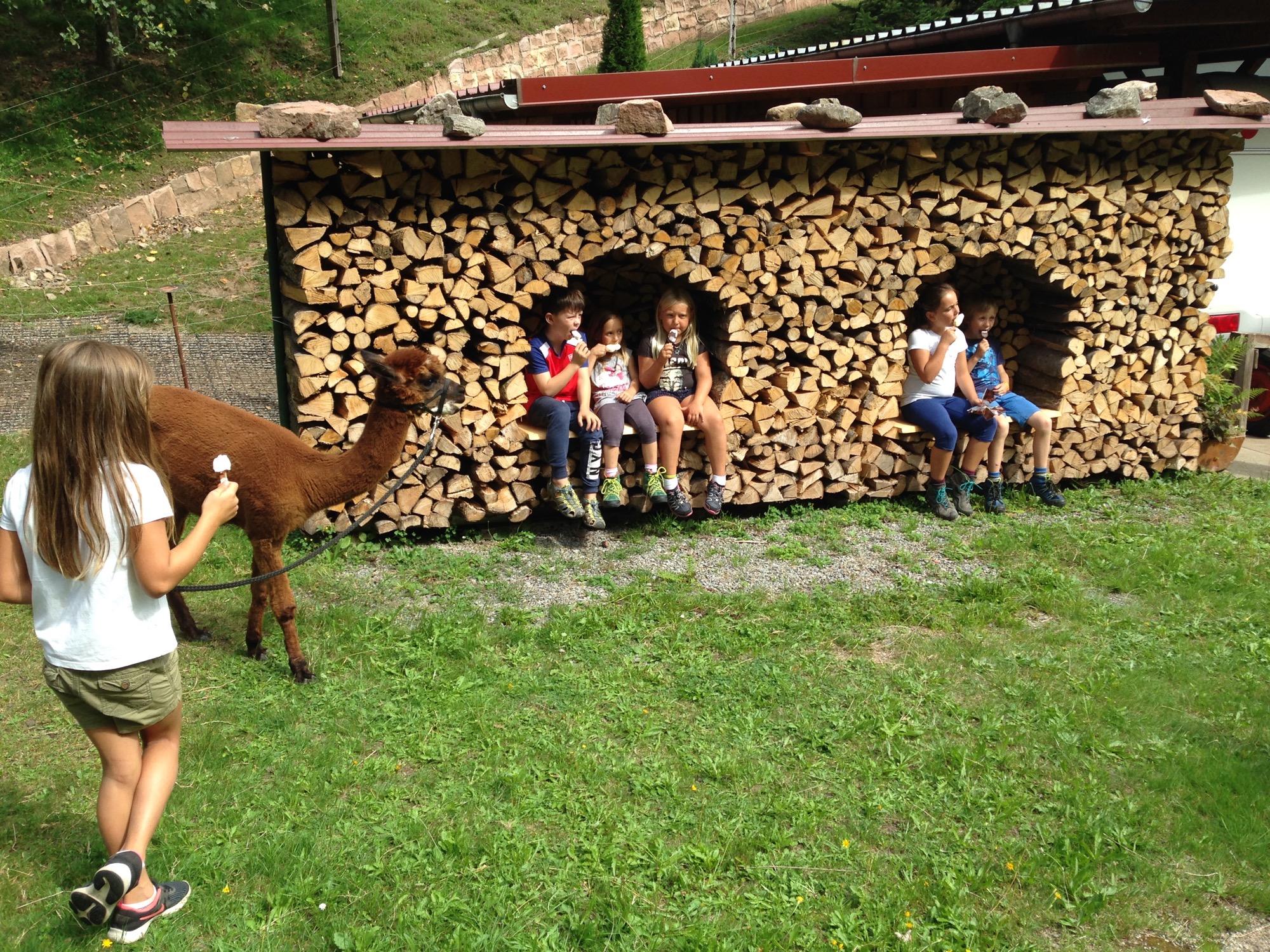 2019-9-9-NO-gwn-Feripro Alpakawanderung 2 Abschluss