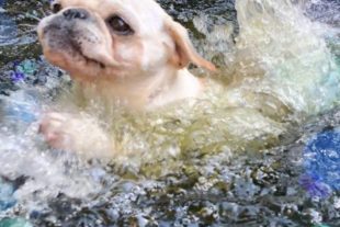 2019-9-9-NO-privat-Anouka Hundeschwimmen