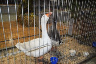 2019-10-23-NO-hv-Lokalschau-Kleintierzüchter-DSC_1166