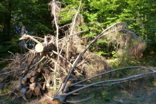 2019-10-4-NO-bia-Wald-u-Dürreschaden