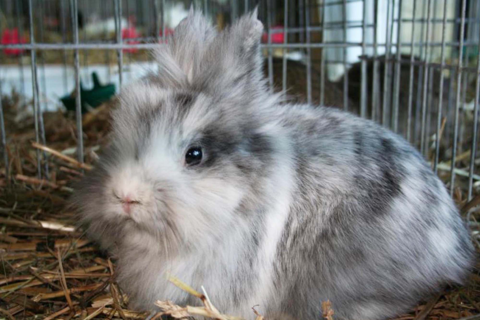 Einladung zur Lokalschau der Kleintierzüchter des C855