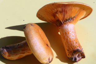 2019-11-11-ZE-Christian Petersen- Lachsreizker-milchl-reizk,lachs03