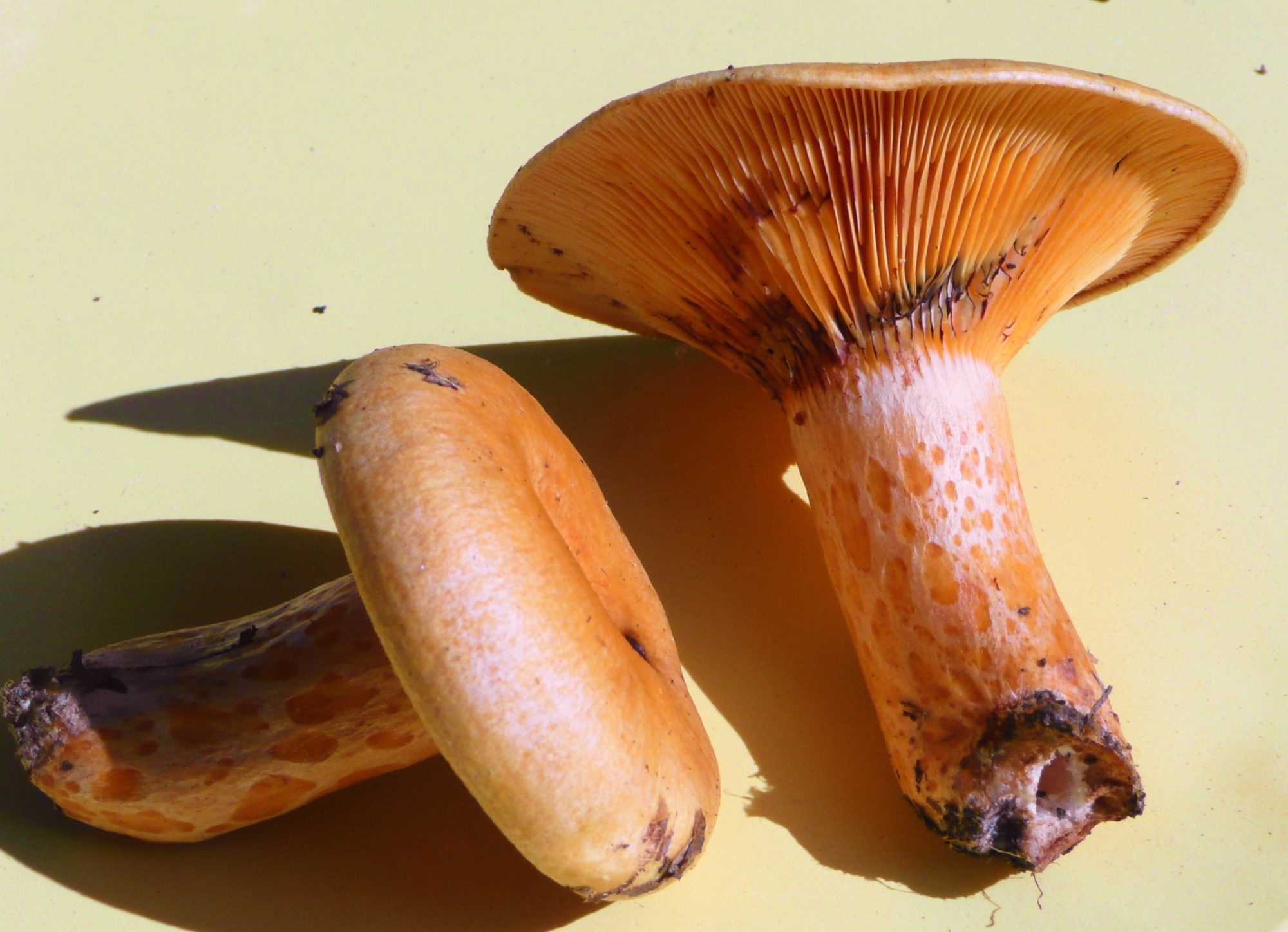 2019-11-11-ZE-Christian Petersen- Lachsreizker-milchl-reizk,lachs03