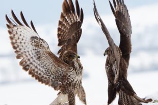 2019-11-14-BI-Helmut Krannich Vogelbuch Bild (18)