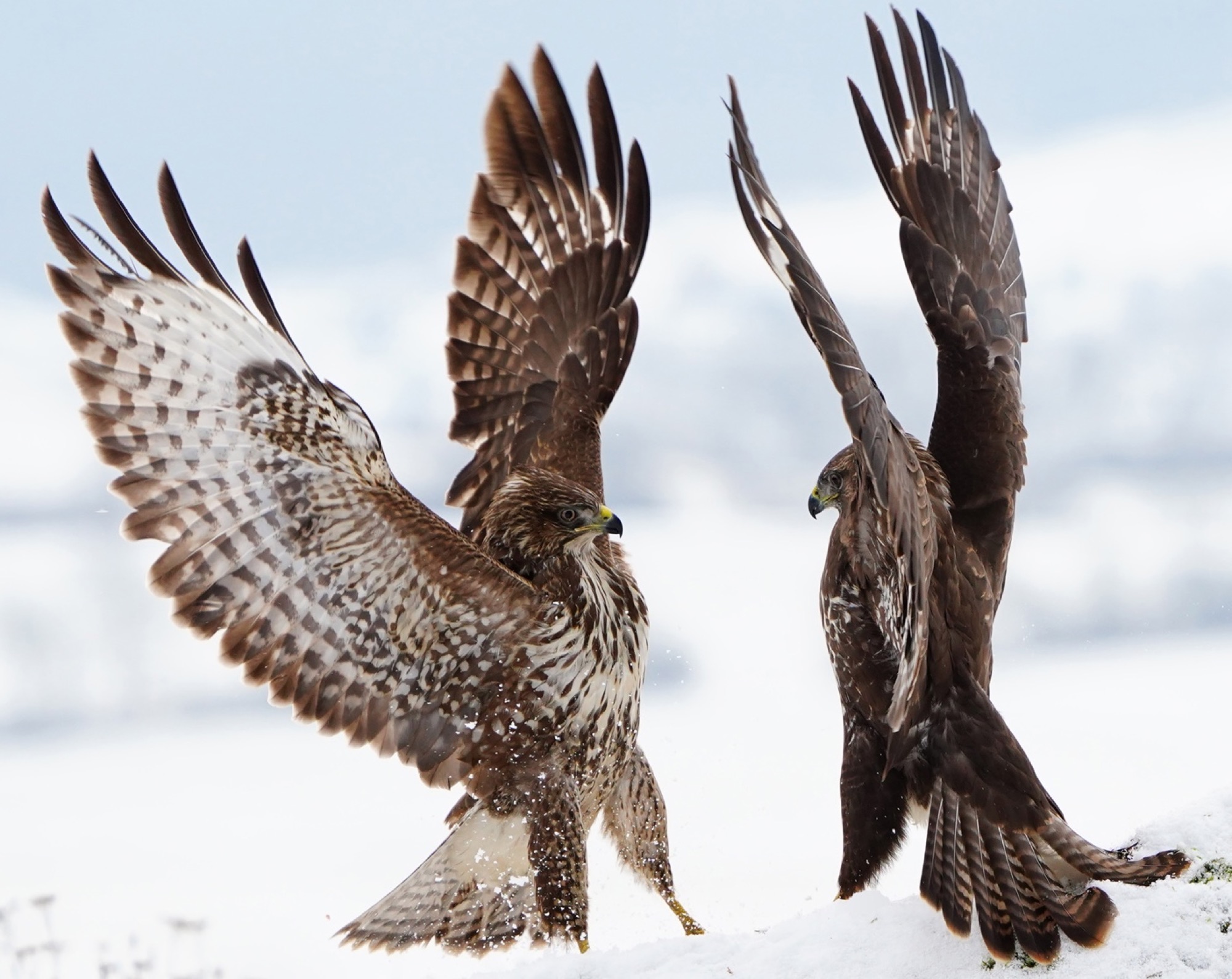 2019-11-14-BI-Helmut Krannich Vogelbuch Bild (18)