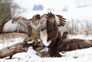 2019-11-14-BI-Helmut Krannich Vogelbuch Bild (5)