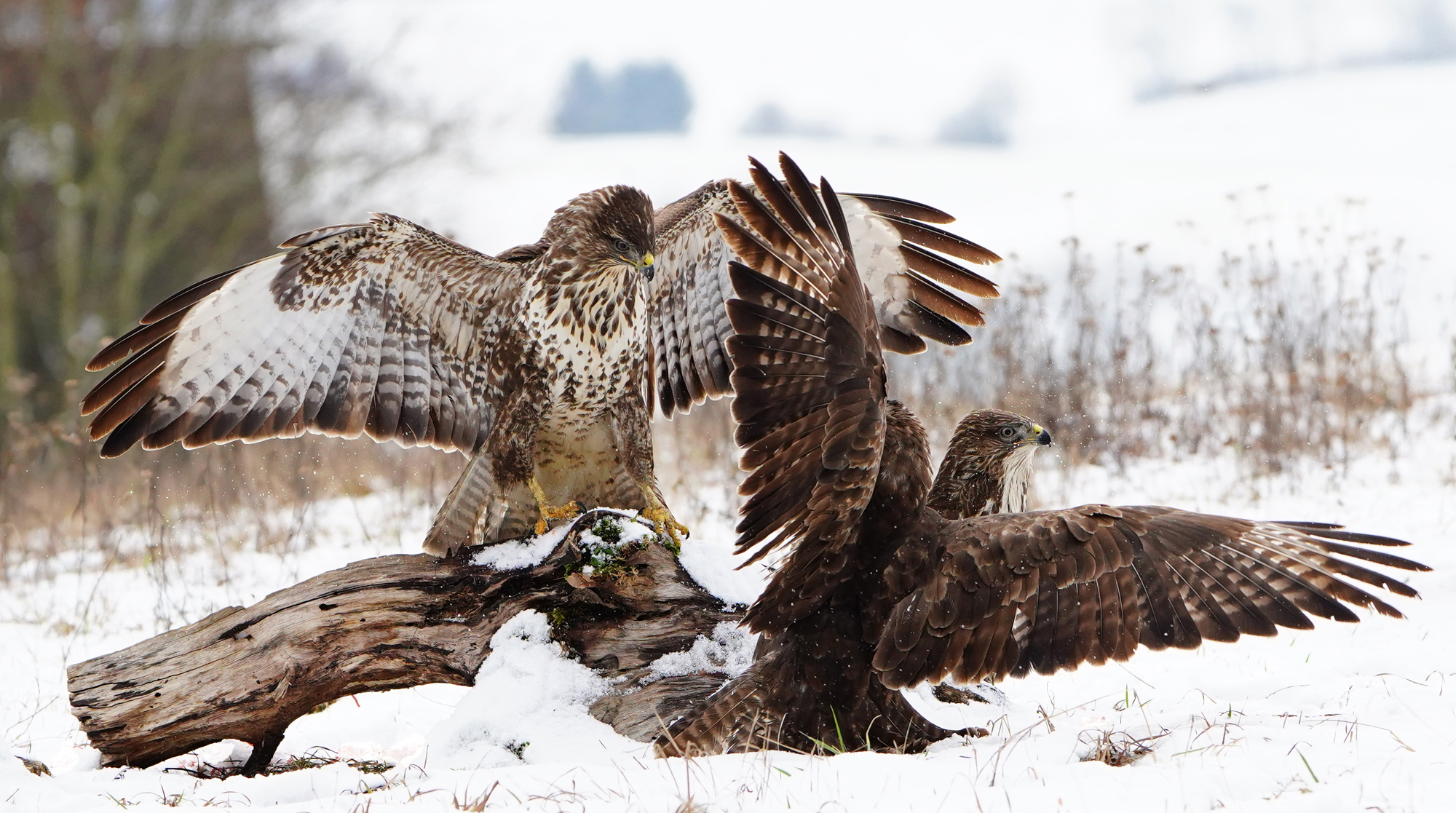 2019-11-14-BI-Helmut Krannich Vogelbuch Bild (5)