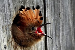 2019-11-14-BI-Helmut Krannich Vogelbuch Wiedehopf (3)