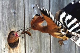 2019-11-14-BI-Helmut Krannich Vogelbuch Wiedehopf (4)