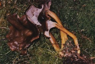 2019-11-25-ZE-Christian Petersen-Pilz leistl-trompet.pfiff