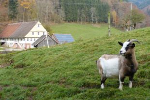 2019-12-13-OH-bia-Gallushof-u-Ziege Panorama