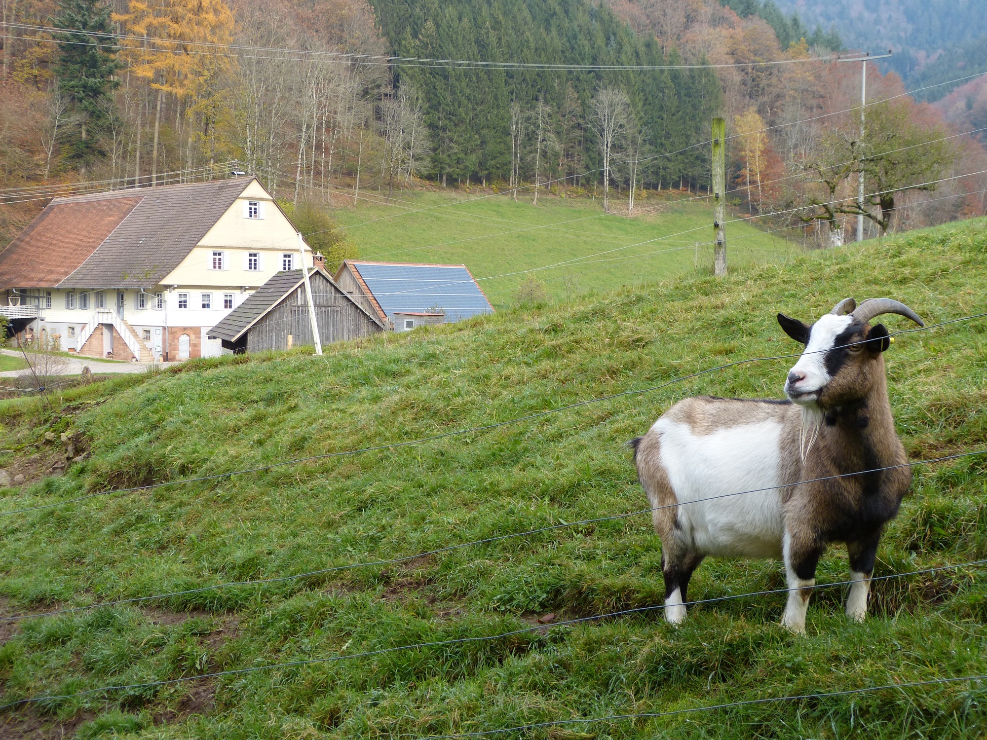 2019-12-13-OH-bia-Gallushof-u-Ziege Panorama