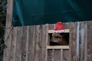 2019-12-16-BI-PB-vo-Weihnachtszauber Bechererhof DSCF1569