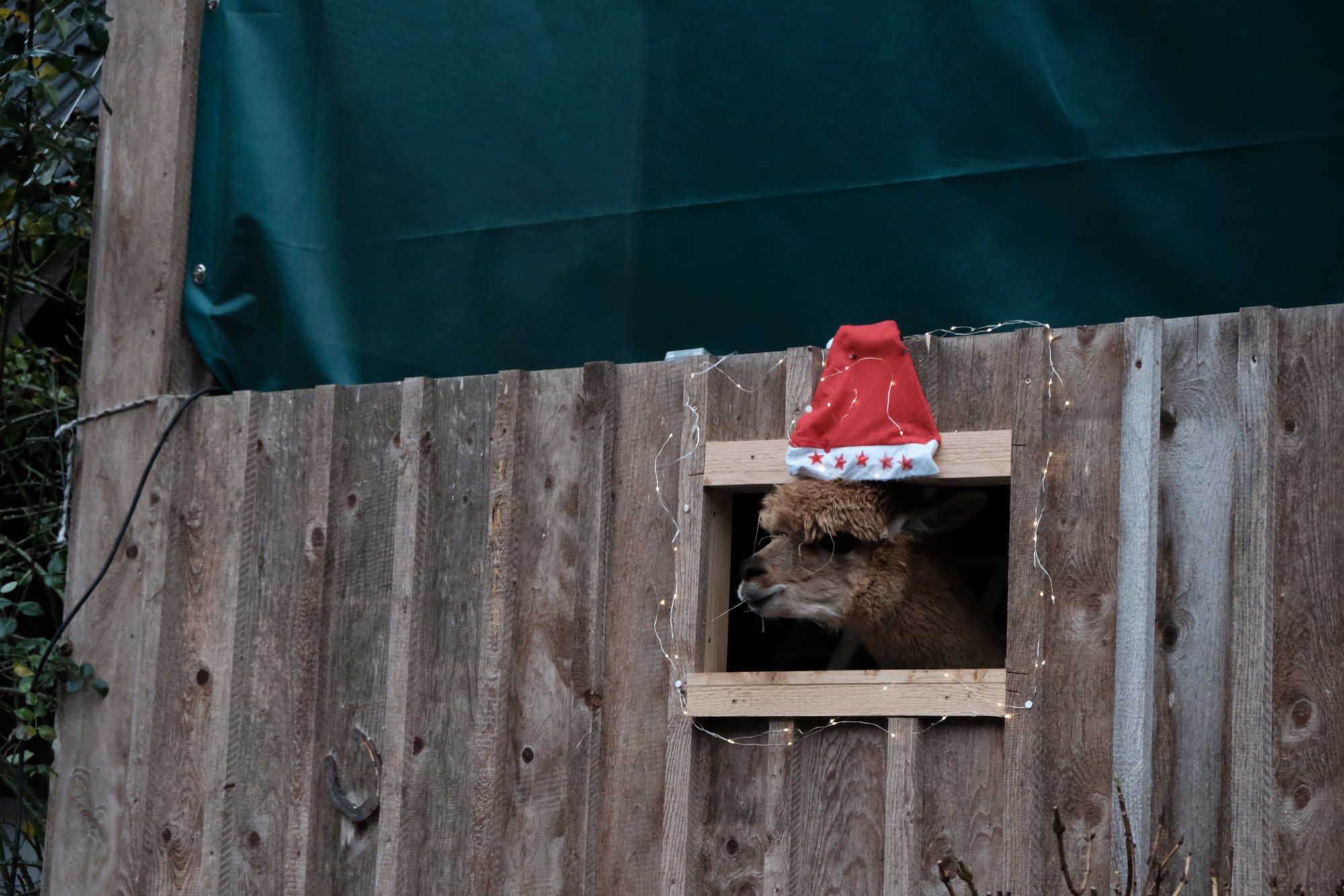 2019-12-16-BI-PB-vo-Weihnachtszauber Bechererhof DSCF1569