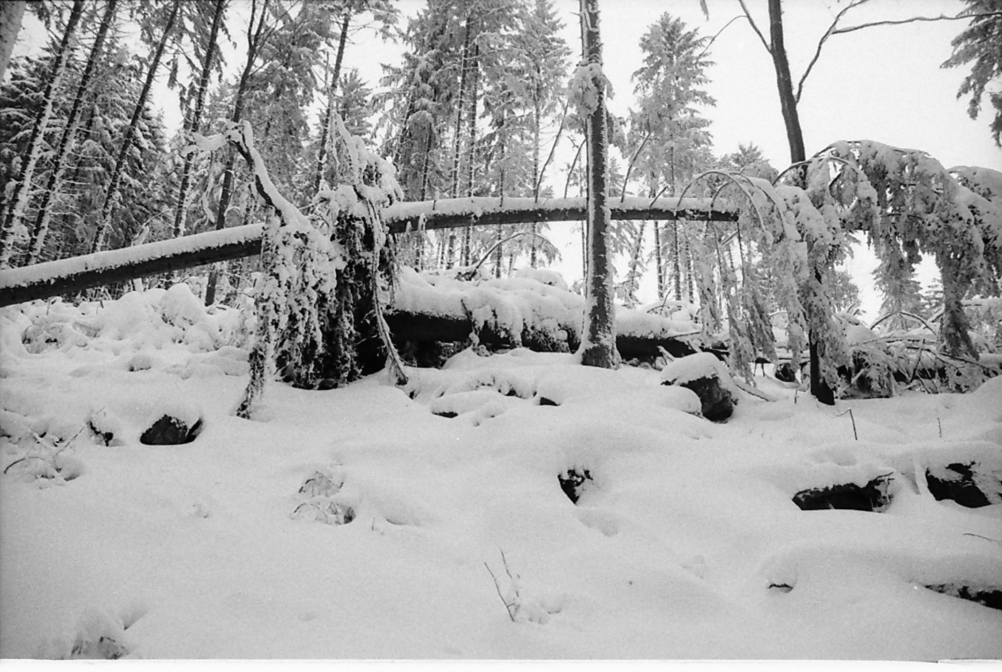 2019-12-16-OH-kal-Silvesterausgabe-Orkantief Lothar -Nur Vorbote kommender Katastrophen-101 Lothar Fürstenkopf 003