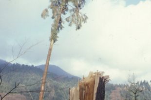 2019-12-16-OH-kal-Silvesterausgabe-Orkantief Lothar -Nur Vorbote kommender Katastrophen-102 Jedensbach Richtung Bernhardsberg 001