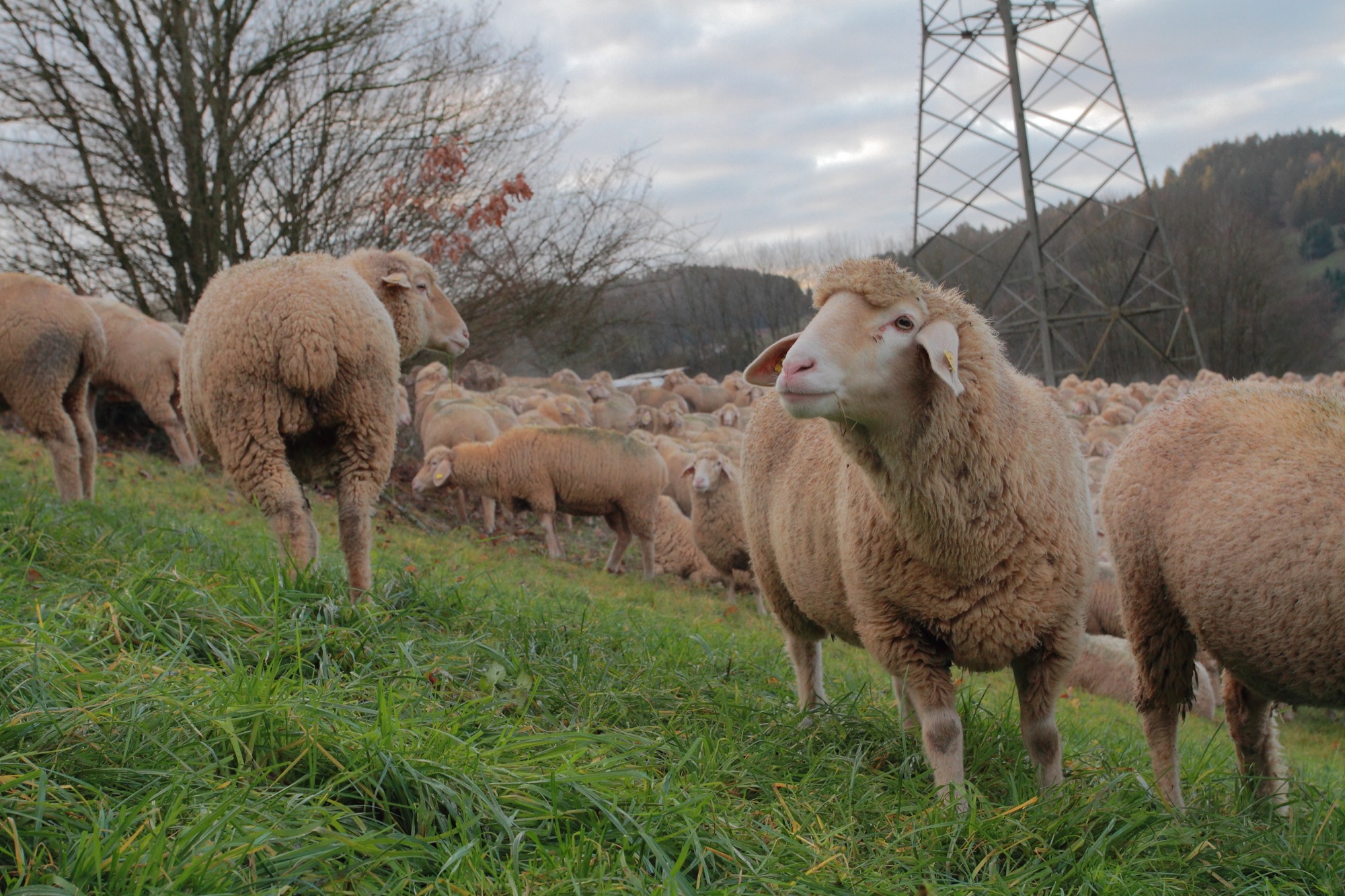 2020-1-13-BI-Tim Büdel-Schafe-Lotta und Schafe Januar 2020 015