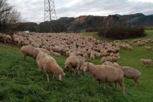 Schäfer macht mit seinen Tieren Halt am Rückehaltebecken