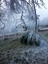 Väterchen Frost und die Nordracher Rosenhecke