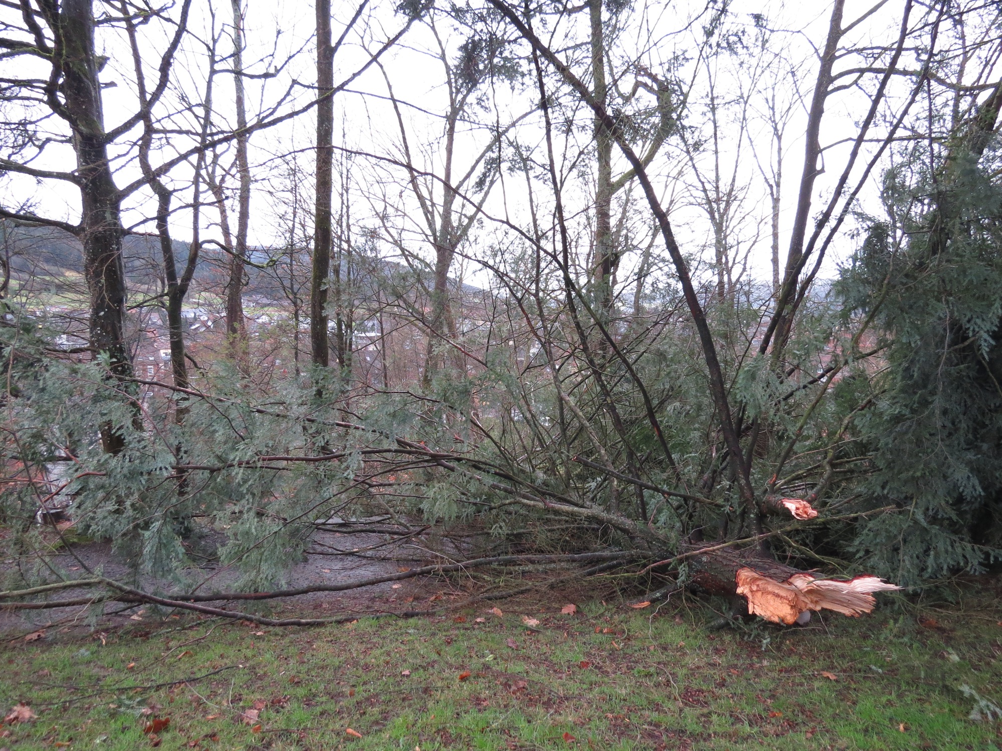 2020-2-10-ZE-ga-Sturmschäden-IMG_5881